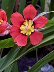 Szobanövények Sparaxis Virág lágyszárú növény piros fénykép, leírás és termesztés, növekvő és jellemzők
