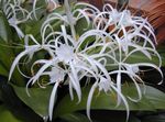 branco Planta Herbácea Spider Lily características e foto