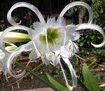 branco Planta Herbácea Spider Lily, Ismene, Sea Daffodil características e foto
