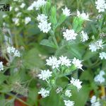 белый Травянистые Стевия (Сладкая трава, Медовые листья) характеристика и Фото