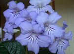 Plantas de Interior Strep Flor planta herbácea, Streptocarpus luz azul foto, descrição e cultivo, crescente e características