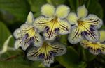 Plantas de Interior Strep Flor planta herbácea, Streptocarpus amarelo foto, descrição e cultivo, crescente e características