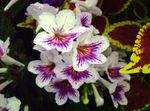 Indoor Plants Strep Flower herbaceous plant, Streptocarpus white Photo, description and cultivation, growing and characteristics