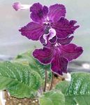 purple Herbaceous Plant Strep characteristics and Photo