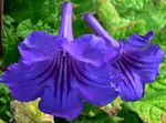 Plantas de Interior Strep Flor planta herbácea, Streptocarpus azul escuro foto, descrição e cultivo, crescente e características
