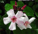 室内植物 Strophanthus 花 藤本植物 粉红色 照, 描述 和 养殖, 成长 和 特点