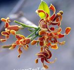 des plantes en pot Strophanthus Fleur une liane orange Photo, la description et la culture du sol, un cultivation et les caractéristiques