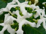Pokojové Rostliny Tabernaemontana, Banán Bush Květina křoví bílá fotografie, popis a kultivace, pěstování a charakteristiky