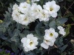 белый Травянистые Лизиантус (Эустома) характеристика и Фото