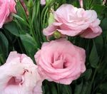 rózsaszín Lágyszárú Növény Texas Harangvirág, Lisianthus, Tulipán Tárnics jellemzők és fénykép