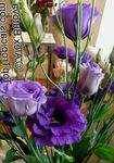 azul Herbáceas Texas Bluebell, Lisianthus, Genciana Tulipán características y Foto