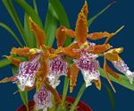 inni plöntur Tiger Orchid, Liljum Orchid Blóm herbaceous planta, Odontoglossum appelsína mynd, lýsing og ræktun, vaxandi og einkenni