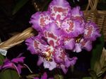 lilac Herbaceous Plant Tiger Orchid, Lily of the Valley Orchid characteristics and Photo