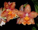 Le piante domestiche Tiger Orchidea, Mughetto Orchidea Fiore erbacee, Odontoglossum rosso foto, descrizione e la lavorazione, la coltivazione e caratteristiche