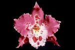Pokojové Rostliny Tiger Orchidej, Konvalinka Orchidej Květina bylinné, Odontoglossum růžový fotografie, popis a kultivace, pěstování a charakteristiky