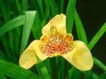 Szobanövények Tigridia, Mexikói Shell-Virág lágyszárú növény sárga fénykép, leírás és termesztés, növekvő és jellemzők