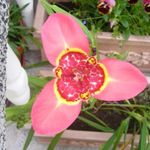 Vidinis augalai Tigridia, Meksikos Lukštais Gėlių žiedas žolinis augalas rožinis Nuotrauka, aprašymas ir auginimas, augantis ir charakteristikos