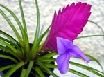 lila Herbáceas Tillandsia características y Foto