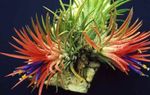 des plantes en pot Tillandsia Fleur herbeux rouge Photo, la description et la culture du sol, un cultivation et les caractéristiques