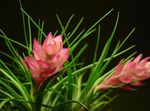 Sisäkasvit Tillandsia Kukka ruohokasvi pinkki kuva, tuntomerkit ja muokkaus, viljely ja ominaisuudet