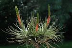 Vnútorné Rastliny Tillandsia Kvetina trávovitý červená fotografie, popis a pestovanie, pestovanie a vlastnosti