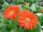 orange Herbaceous Plant Transvaal Daisy characteristics and Photo