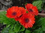 Vnútorné Rastliny Transvaal Sedmokráska Kvetina trávovitý, Gerbera červená fotografie, popis a pestovanie, pestovanie a vlastnosti