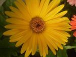 Māja Augi Transvaal Margrietiņa Zieds zālaugu augs, Gerbera dzeltens Foto, apraksts un audzēšana, augošs un raksturlielumi