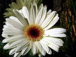 bílá Bylinné Transvaal Daisy charakteristiky a fotografie
