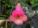 Indoor Plants Tree Gloxinia Flower herbaceous plant, Kohleria pink Photo, description and cultivation, growing and characteristics