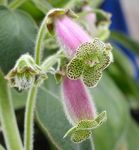 lila Kruidachtige Plant Boom Gloxinia karakteristieken en foto