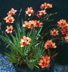 Sisäkasvit Tritonia Kukka ruohokasvi oranssi kuva, tuntomerkit ja muokkaus, viljely ja ominaisuudet