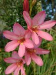 roze Kruidachtige Plant Tritonia karakteristieken en foto