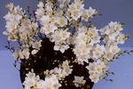 белый Травянистые Тритония характеристика и Фото
