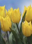 Szobanövények Tulipán Virág lágyszárú növény, Tulipa sárga fénykép, leírás és termesztés, növekvő és jellemzők