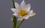 белый Травянистые Тюльпан характеристика и Фото