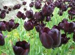 Szobanövények Tulipán Virág lágyszárú növény, Tulipa bordó fénykép, leírás és termesztés, növekvő és jellemzők