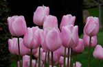 Krukväxter Tulip Blomma örtväxter, Tulipa rosa Fil, beskrivning och uppodling, odling och egenskaper