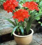 Indoor Plants Vallota Flower herbaceous plant, Vallota (Cyrtanthus) red Photo, description and cultivation, growing and characteristics