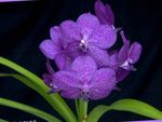 lila Kruidachtige Plant Vanda karakteristieken en foto