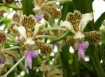 Indoor Plants Vanda Flower herbaceous plant yellow Photo, description and cultivation, growing and characteristics