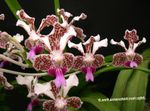 claret Herbaceous Plant Vanda characteristics and Photo