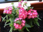 des plantes en pot Verveine Fleur herbeux, Verbena Hybrida rose Photo, la description et la culture du sol, un cultivation et les caractéristiques