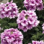 lilac Herbaceous Plant Verbena characteristics and Photo