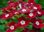 Pokojové Rostliny Verbeny Květina bylinné, Verbena Hybrida vinný fotografie, popis a kultivace, pěstování a charakteristiky