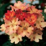 Pokojové Rostliny Verbeny Květina bylinné, Verbena Hybrida oranžový fotografie, popis a kultivace, pěstování a charakteristiky