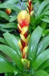 Plantas de Interior Vriesea Flor planta herbácea amarelo foto, descrição e cultivo, crescente e características