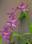 purple Herbaceous Plant Vuylstekeara-cambria characteristics and Photo
