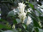 Innendørs Planter Hvite Lys, Whitefieldia, Withfieldia, Whitefeldia Blomst busk, Whitfieldia hvit Bilde, beskrivelse og dyrking, voksende og kjennetegn