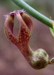 Комнатные Растения Церопегия Цветок ампельные, Ceropegia бордовый Фото, описание и выращивание, выращивание и характеристика